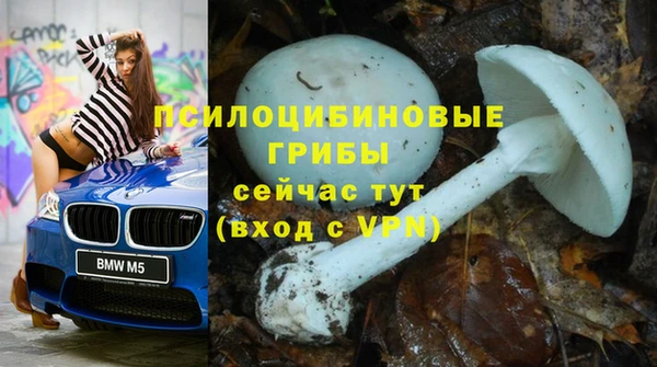 шишки Абаза